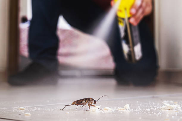 Best Affordable Pest Control Services  in Pleasant View, UT